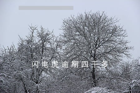 闪电虎逾期四千多 闪电虎逾期四千多