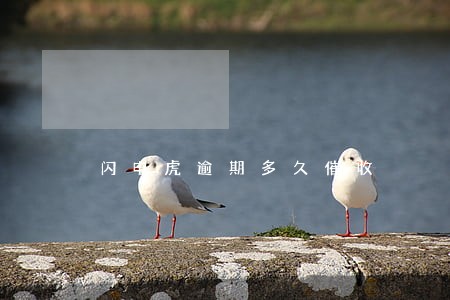 闪电虎逾期多久催收 闪电虎逾期多久催收