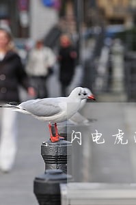 闪电虎逾期续期 闪电虎逾期续期