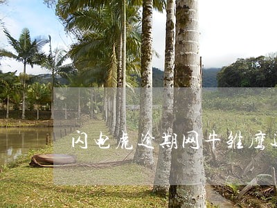 闪电虎逾期网牛雏鹰还能借吗 闪电虎逾期网牛雏鹰还能借吗
