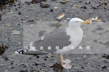 闪电虎逾期还完再借 闪电虎逾期还完再借