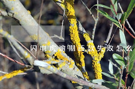 闪电虎逾期还款失败怎么回事儿 闪电虎逾期还款失败怎么回事儿