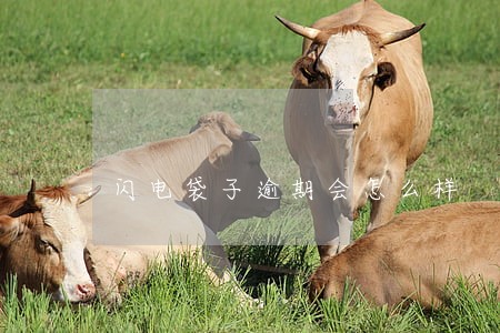闪电袋子逾期会怎么样 闪电袋子逾期会怎么样