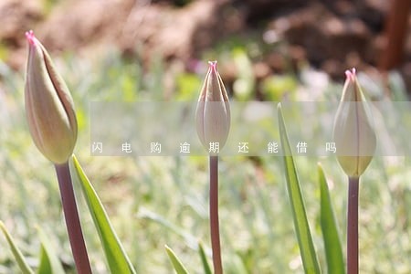 闪电购逾期还能借吗 闪电购逾期还能借吗