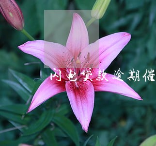 闪电贷款逾期催收 闪电贷款逾期催收