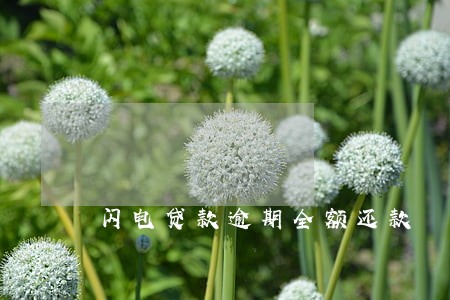 闪电贷款逾期全额还款 闪电贷款逾期全额还款