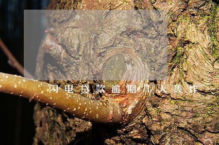 闪电贷款逾期几天轰炸 闪电贷款逾期几天轰炸