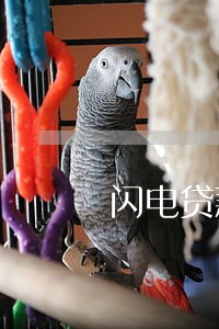 闪电贷款逾期半年多 闪电贷款逾期半年多