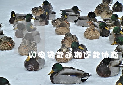 闪电贷款逾期还款协商 闪电贷款逾期还款协商