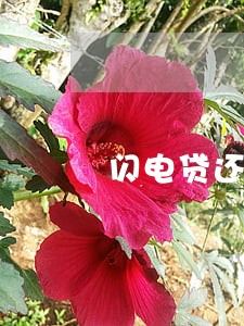 闪电贷还款当天自己还算逾期吗 闪电贷还款当天自己还算逾期吗