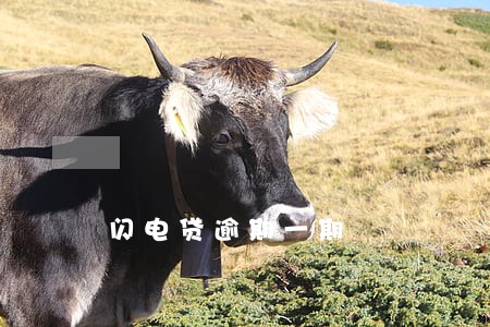 闪电贷逾期一期 闪电贷逾期一期