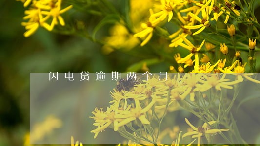 闪电贷逾期两个月 闪电贷逾期两个月