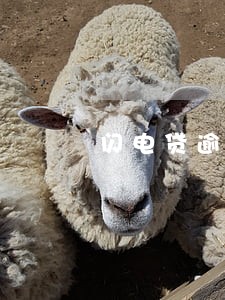 闪电贷逾期了逾期费怎么算 闪电贷逾期了逾期费怎么算