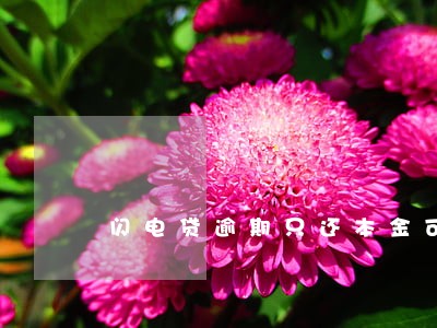 闪电贷逾期只还本金可以吗 闪电贷逾期只还本金可以吗