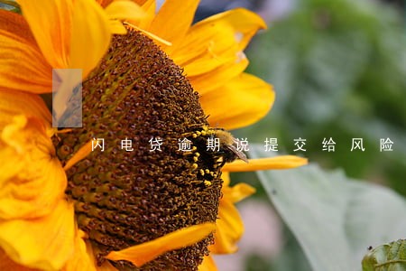 闪电贷逾期说提交给风险部门 闪电贷逾期说提交给风险部门