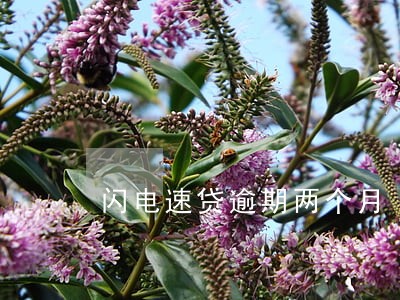 闪电速贷逾期两个月 闪电速贷逾期两个月