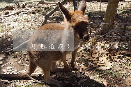 闪电逾期3天爆通讯录吗 闪电逾期3天爆通讯录吗