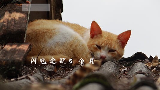 闪电逾期5个月 闪电逾期5个月
