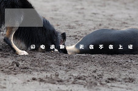 闪电逾期一天会不会上征信 闪电逾期一天会不会上征信