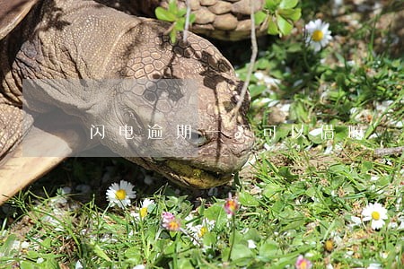 闪电逾期一天可以借嘛 闪电逾期一天可以借嘛