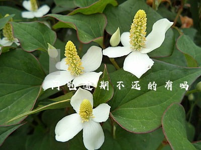 闪电逾期不还的有吗 闪电逾期不还的有吗