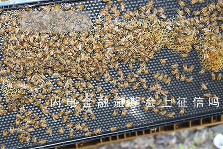 闪电金融逾期会上征信吗 闪电金融逾期会上征信吗