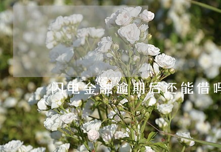 闪电金融逾期后还能借吗 闪电金融逾期后还能借吗