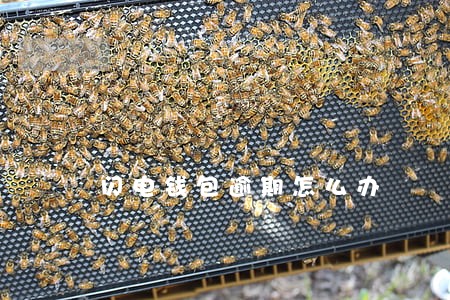 闪电钱包逾期怎么办 闪电钱包逾期怎么办