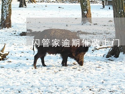 闪管家逾期催收上门