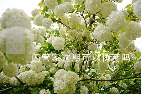 闪管家逾期可以协商吗