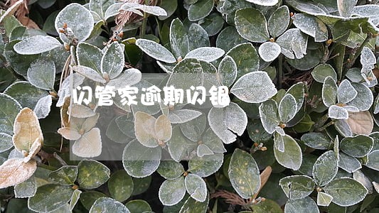 闪管家逾期闪银 闪管家逾期闪银