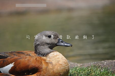 闪贷至尊借款逾期了 闪贷至尊借款逾期了