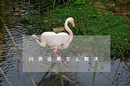 闪贷逾期怎么解决 闪贷逾期怎么解决
