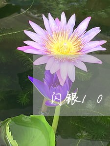 闪银1000逾期一天多少费用 闪银1000逾期一天多少费用