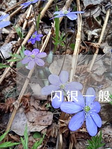 闪银一般可以逾期几天 闪银一般可以逾期几天