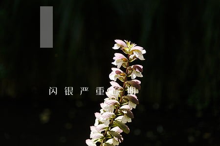 闪银严重逾期 闪银严重逾期