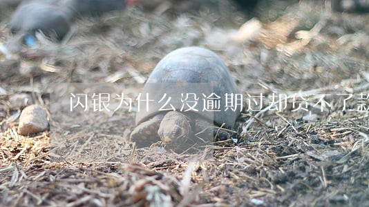 闪银为什么没逾期过却贷不了款 闪银为什么没逾期过却贷不了款