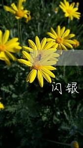 闪银乐宝袋逾期 闪银乐宝袋逾期