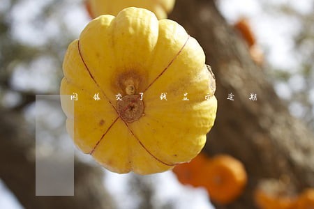 闪银交了钱显示逾期 闪银交了钱显示逾期