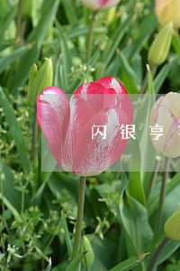 闪银亨亨逾期上百行征信吗 闪银亨亨逾期上百行征信吗