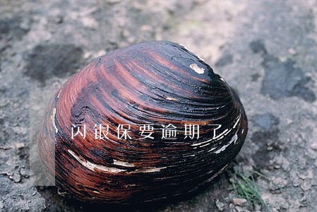 闪银保要逾期了 闪银保要逾期了