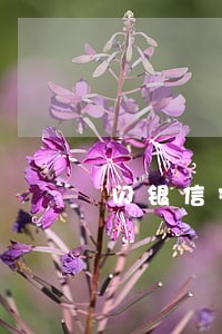 闪银信安逾期费用能减免
