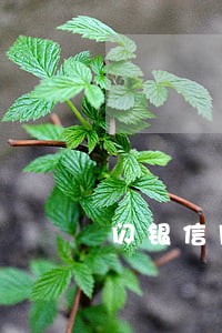 闪银信用贷逾期一年多少利息 闪银信用贷逾期一年多少利息