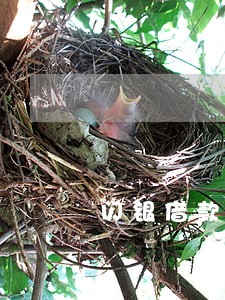 闪银借款逾期后果 闪银借款逾期后果