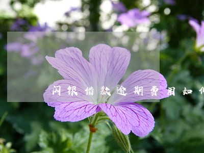 闪银借款逾期费用如何 闪银借款逾期费用如何