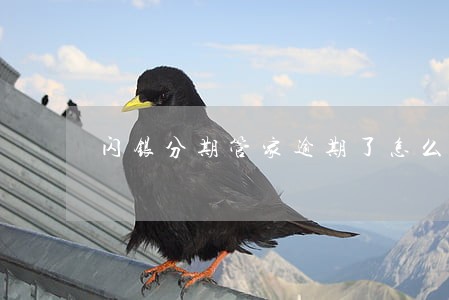 闪银分期管家逾期了怎么办 闪银分期管家逾期了怎么办