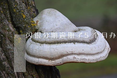 闪银分期逾期了5个月办 闪银分期逾期了5个月办