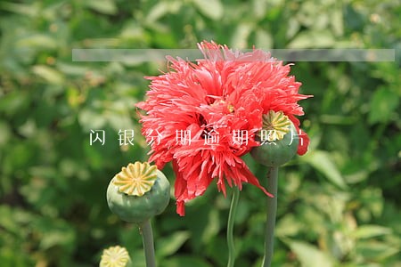 闪银分期逾期照片 闪银分期逾期照片