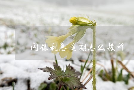 闪银利息逾期怎么投诉