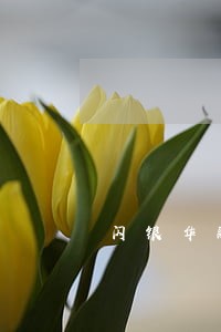 闪银华融钱袋逾期1个月
